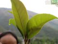 不再见——希望社工在鲁甸与小芸的照片故事