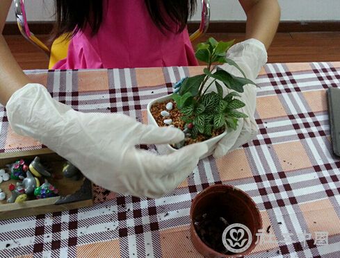 　　园艺师为居民们示范绿植制作方法